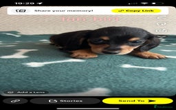 Miniature Dachshund dogs for sale: ***long haired mini dachshunds **** - Image 16
