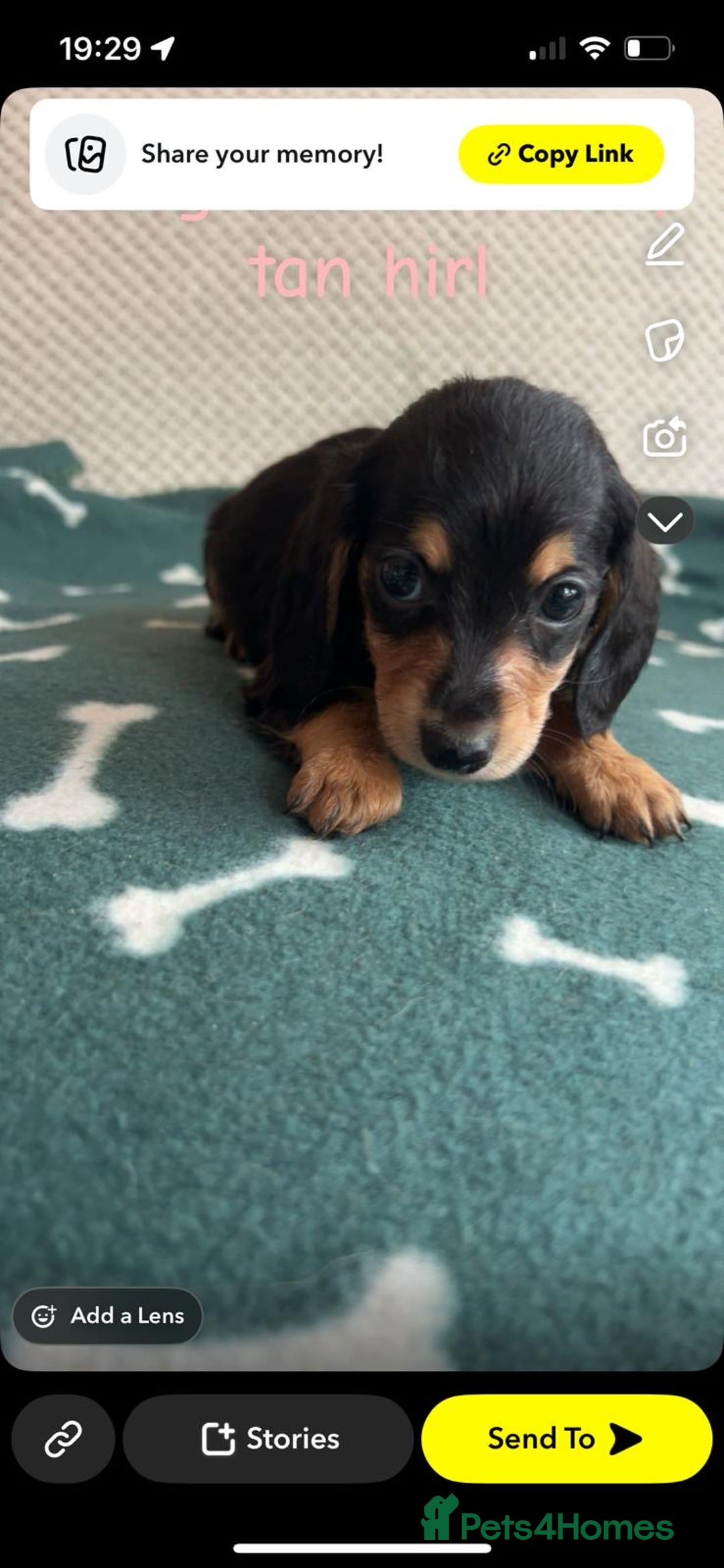 Miniature Dachshund dogs for sale: ***long haired mini dachshunds **** - Image 16