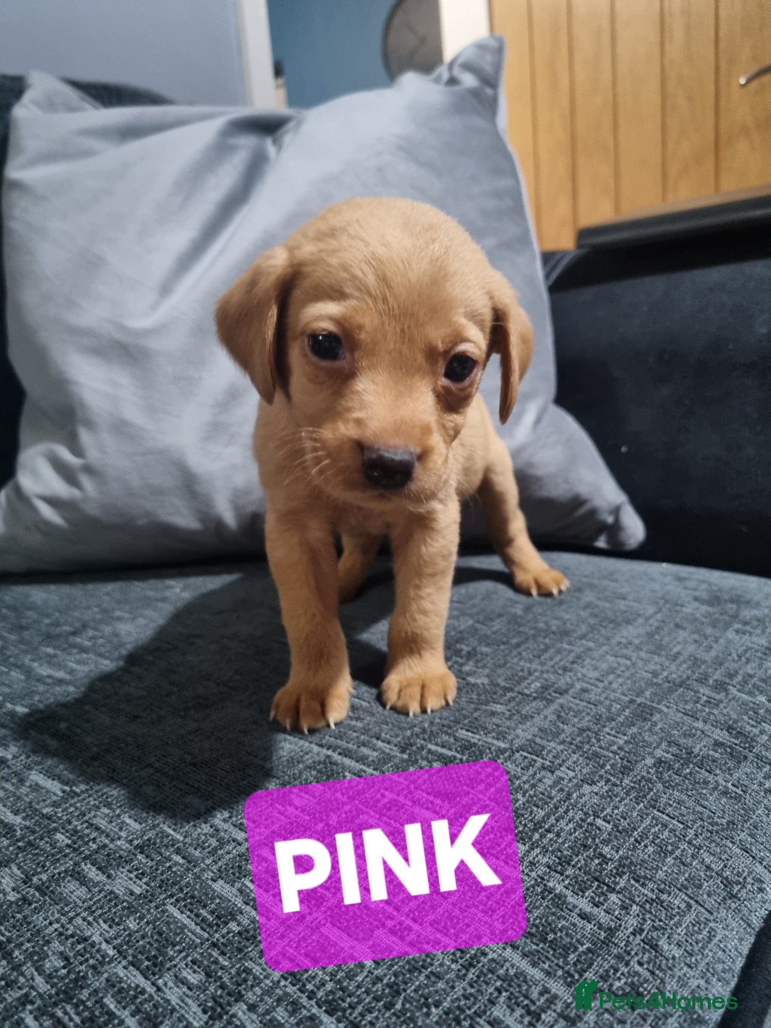Labrador Retriever dogs ⭐️*LABRADOR PUPS FOR SALE!*⭐️ RTG 18/04 🐾 - Advert 2