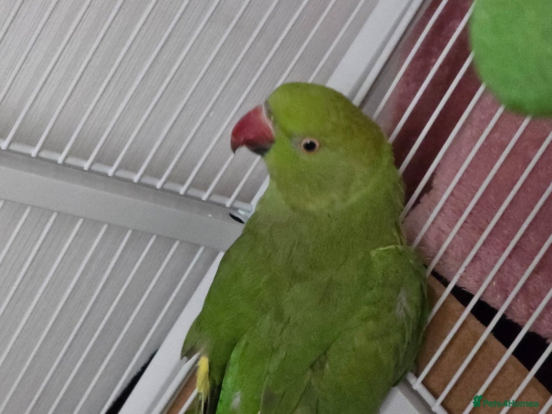 Ringnecks birds for sale: Male & Female Indian Ringneck And Full Setup - Advert 2