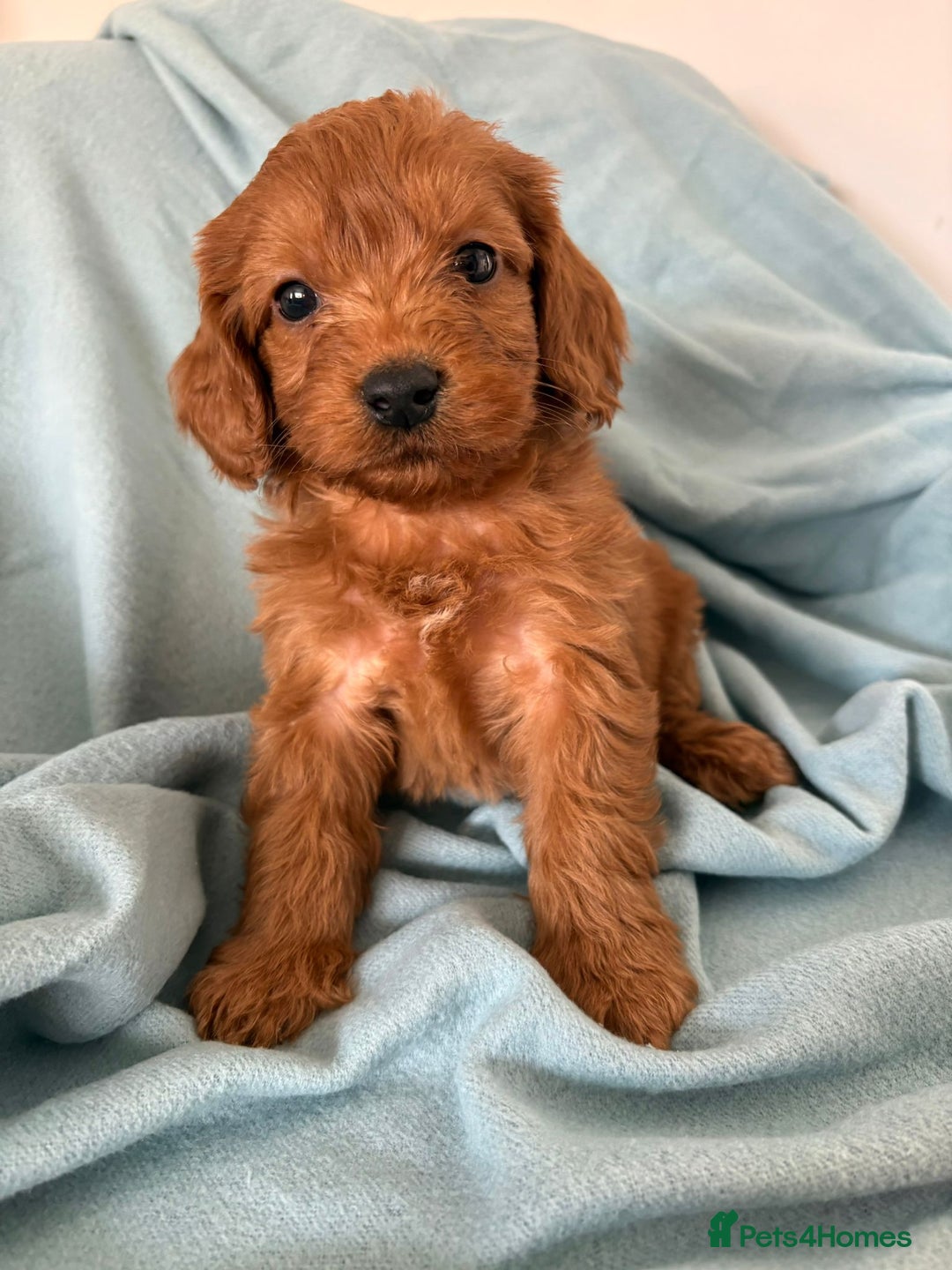 Cockapoo dogs for sale: Beautiful fox red cockapoo - Image 17