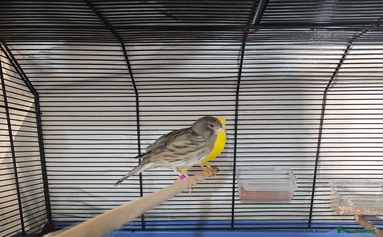 Canaries birds in Sheffield - Advert 15