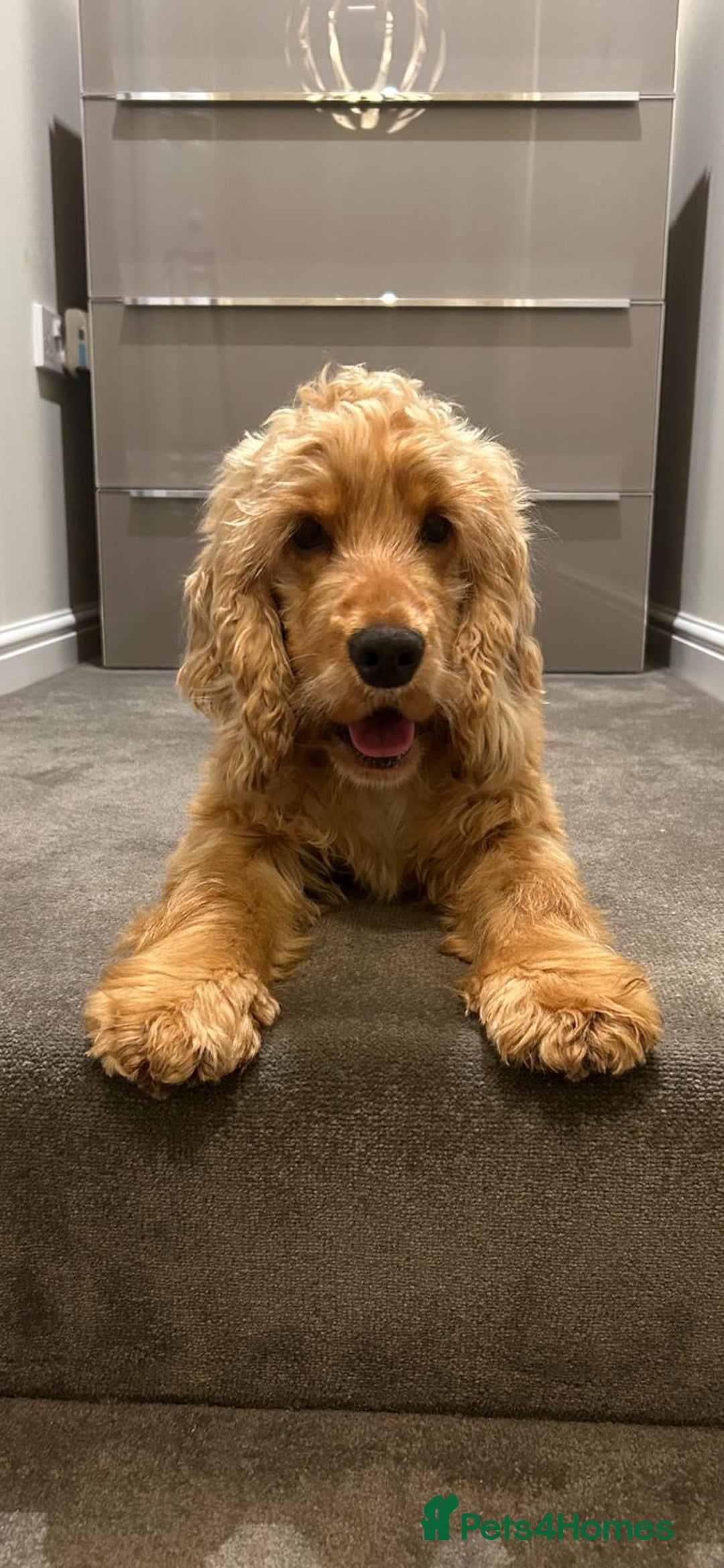 Cocker Spaniel dogs for sale: Gorgeous Show Spaniel, KC Registered  - Image 6