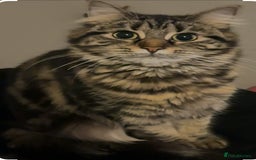 Siberian cats for sale: 2 SiberianXTabby for sale  - Image 1