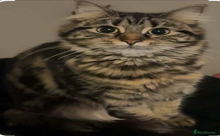 Siberian cats - Advert 1