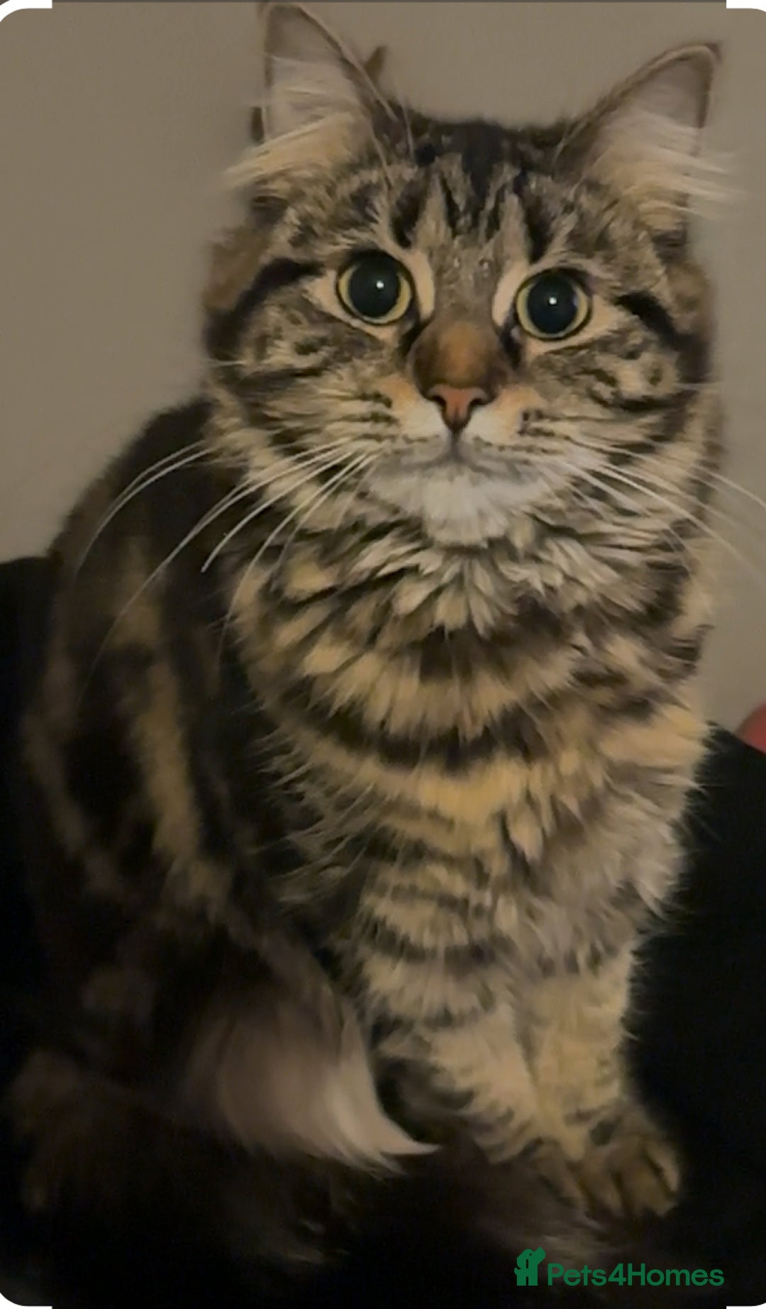 Siberian cats for sale: 2 SiberianXTabby for sale  - Image 1