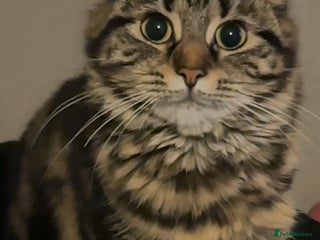 Siberian cats for sale - Advert 1