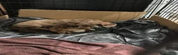 Miniature Dachshund dogs for sale: Stunning Miniature dachshunds in Luton - Advert 7