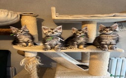 Maine Coon cats for sale: Stunning Maine Coon kittens  - Image 11