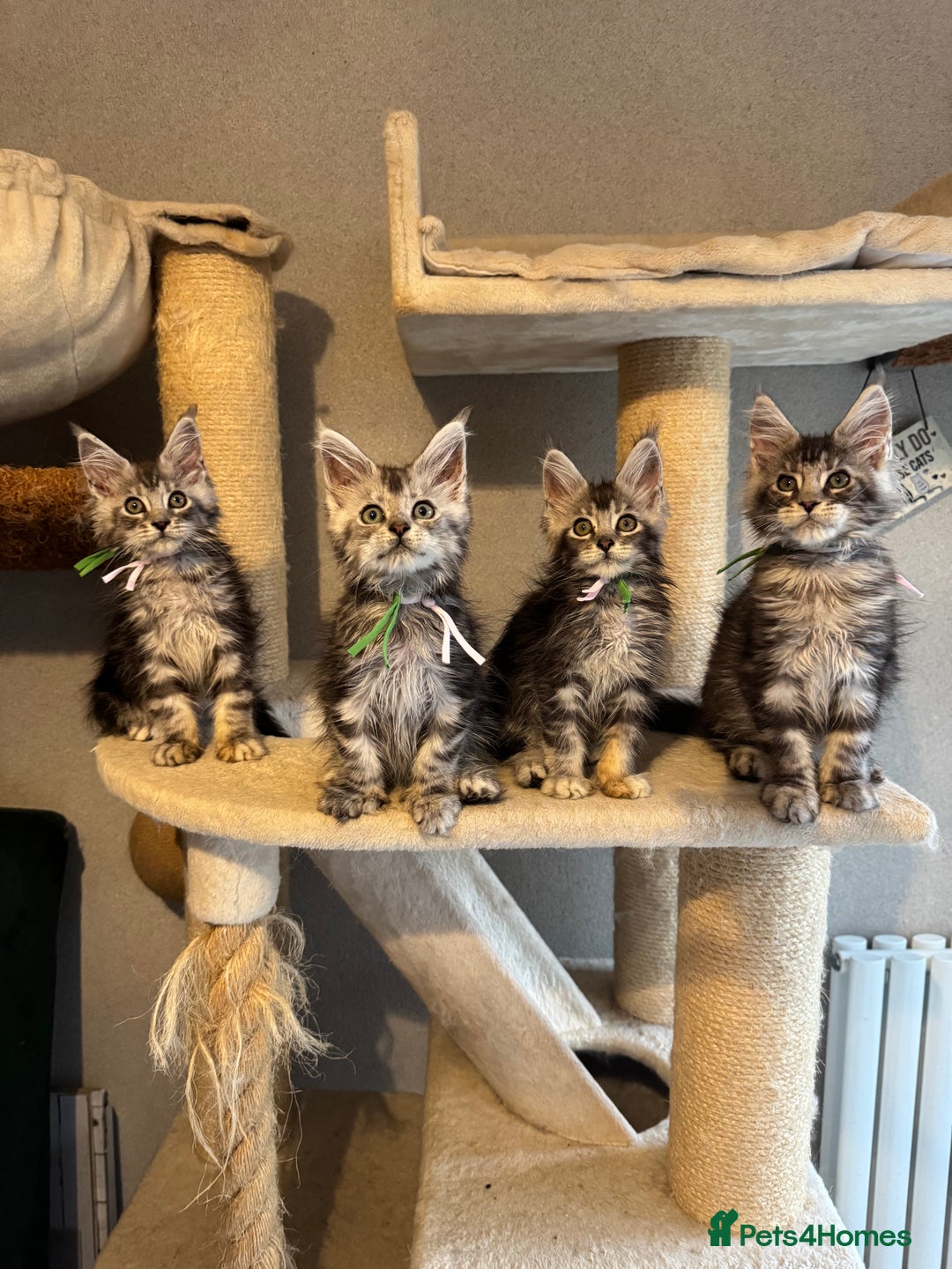 Maine Coon cats for sale: Stunning Maine Coon kittens  - Image 11