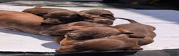 Miniature Dachshund dogs for sale: 🐾 Beautiful Miniature Dachshund Puppies 🐾 - Advert 8