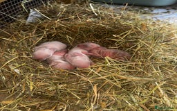 Rex rabbits for sale: 10X Mini lop x Rex babies Nova & Fendi 🧡🤍 - Image 9