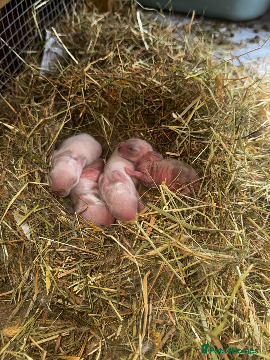 Rex rabbits for sale: 10X Mini lop x Rex babies Nova & Fendi 🧡🤍 - Image 9