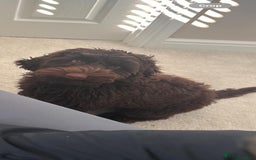 Cockapoo dogs for stud: Pedigree Cockapoo for Stud - Advert 3