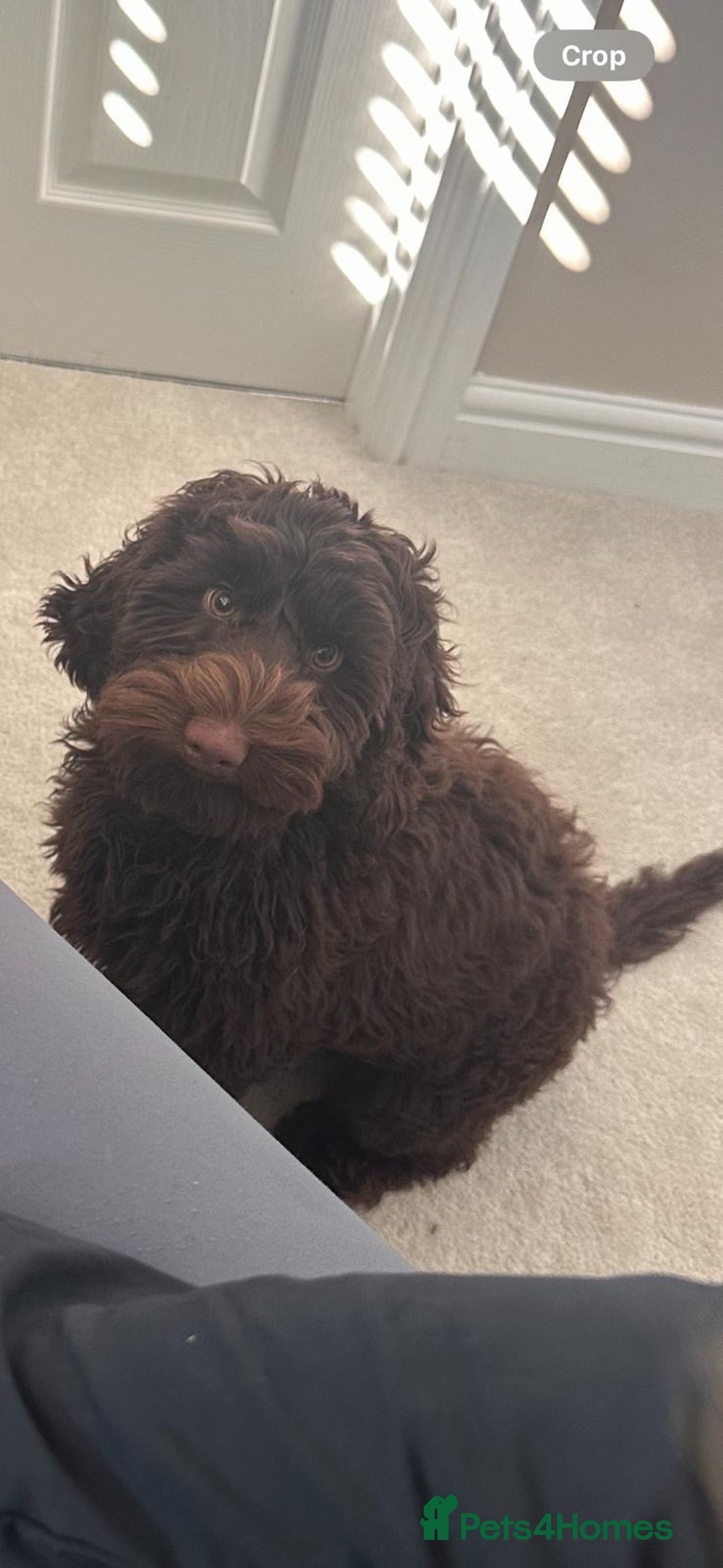 Cockapoo dogs for stud: Pedigree Cockapoo for Stud - Advert 3