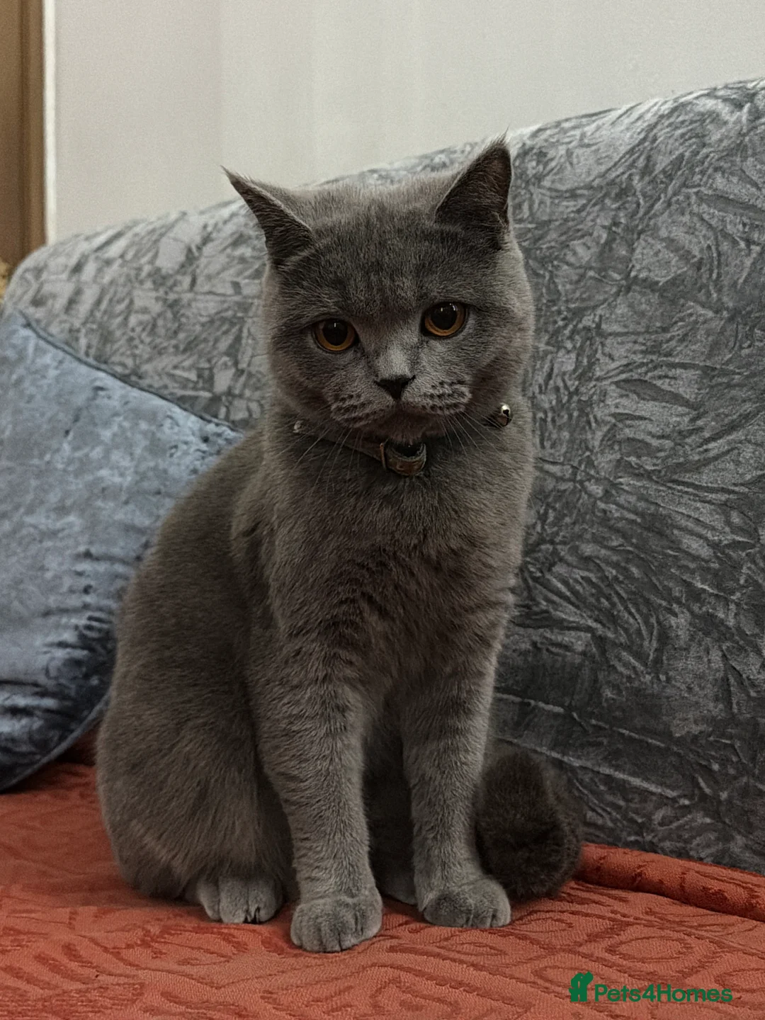 British Shorthair cats for sale: British short hair  in Sheffield - Advert 1