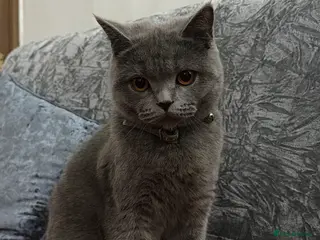 British Shorthair cats British short hair in Sheffield - Advert 5
