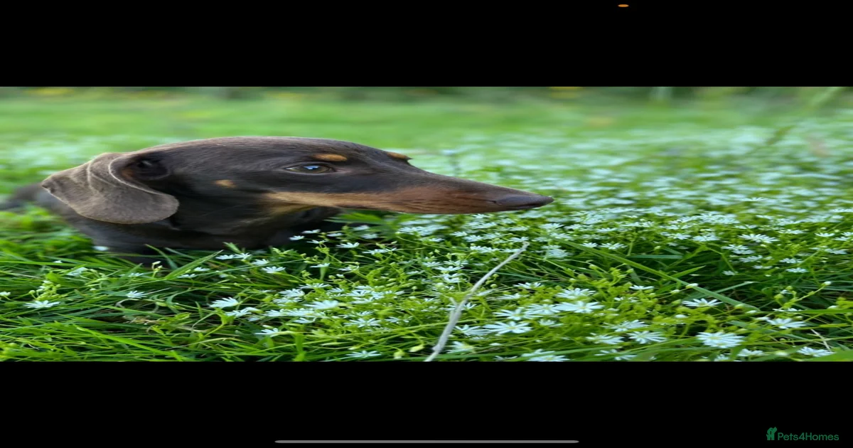 Winnie Miniature Dachshund Puppies for sale | Pets4Homes