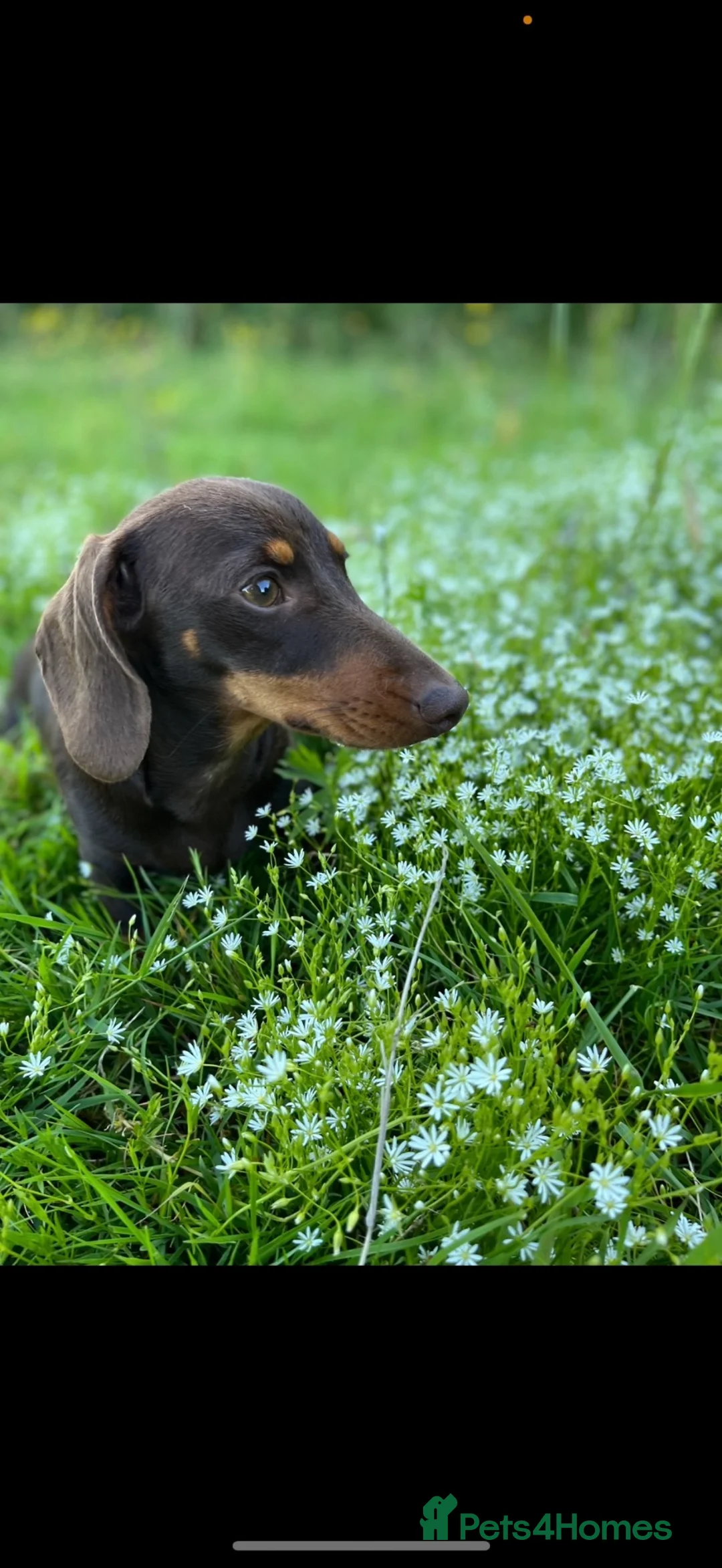 Miniature Dachshund dogs for sale: 3 of the most gorgeous Miniature Dachshunds in Bristol - Advert 1