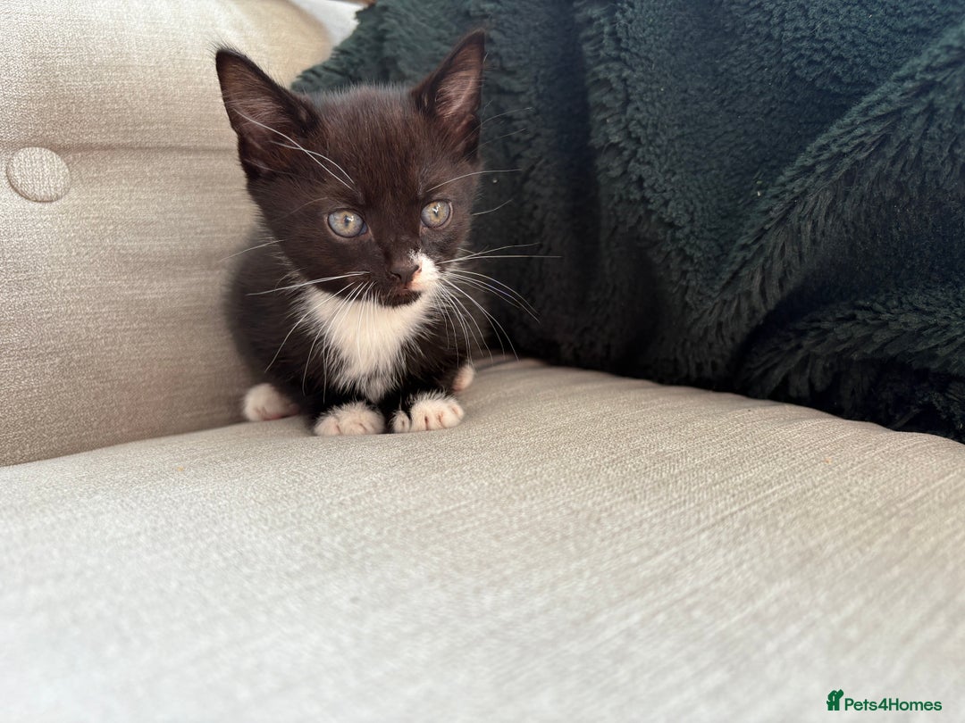 British Shorthair cats for sale: 4 kittens for sale - Image 11
