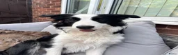 Border Collie dogs for sale: Alfie  - Advert 3