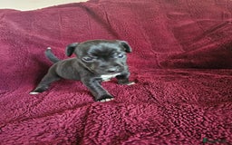 Patterjack dogs for sale: Patterjack Pups - Image 10