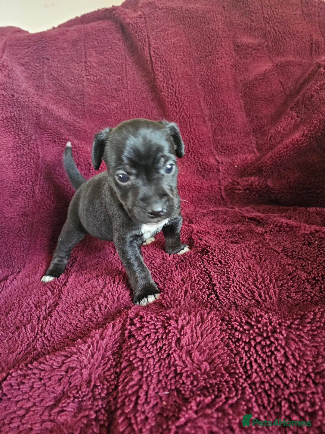 Patterjack dogs for sale: Patterjack Pups - Image 10