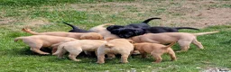Labrador Retriever dogs for sale: Quality Pedigree Labrador Puppies Available - Advert 6