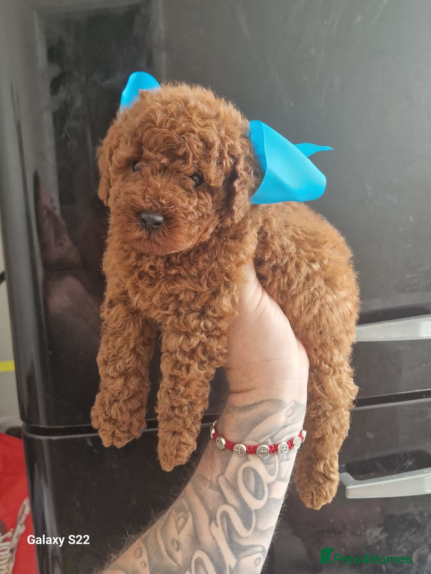 Miniature Poodle dogs for sale: Miniature  Poodle  in Wigan - Advert 9