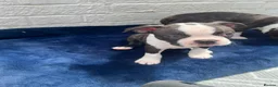 Boston Terrier dogs for sale: Brindle Boston terrier KC puppies  - Advert 9