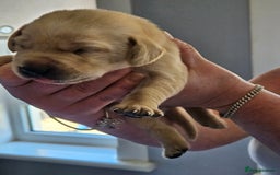 Labrador Retriever dogs for sale: Labrador Retriever  - Image 6