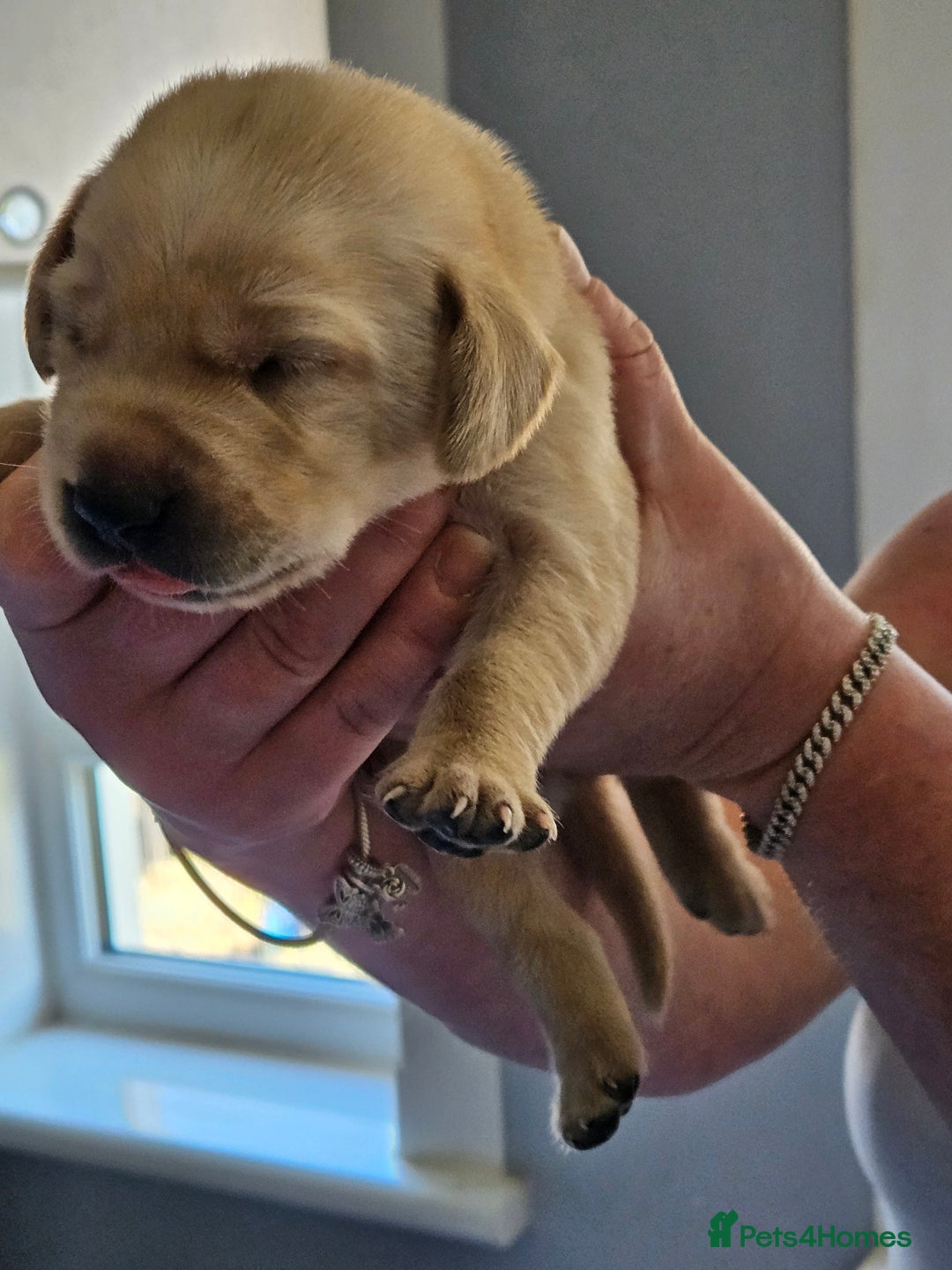 Labrador Retriever dogs for sale: Labrador Retriever  - Image 6
