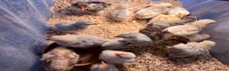 Chickens poultry for sale: pekin chicks for sale unsexed  - Advert 2