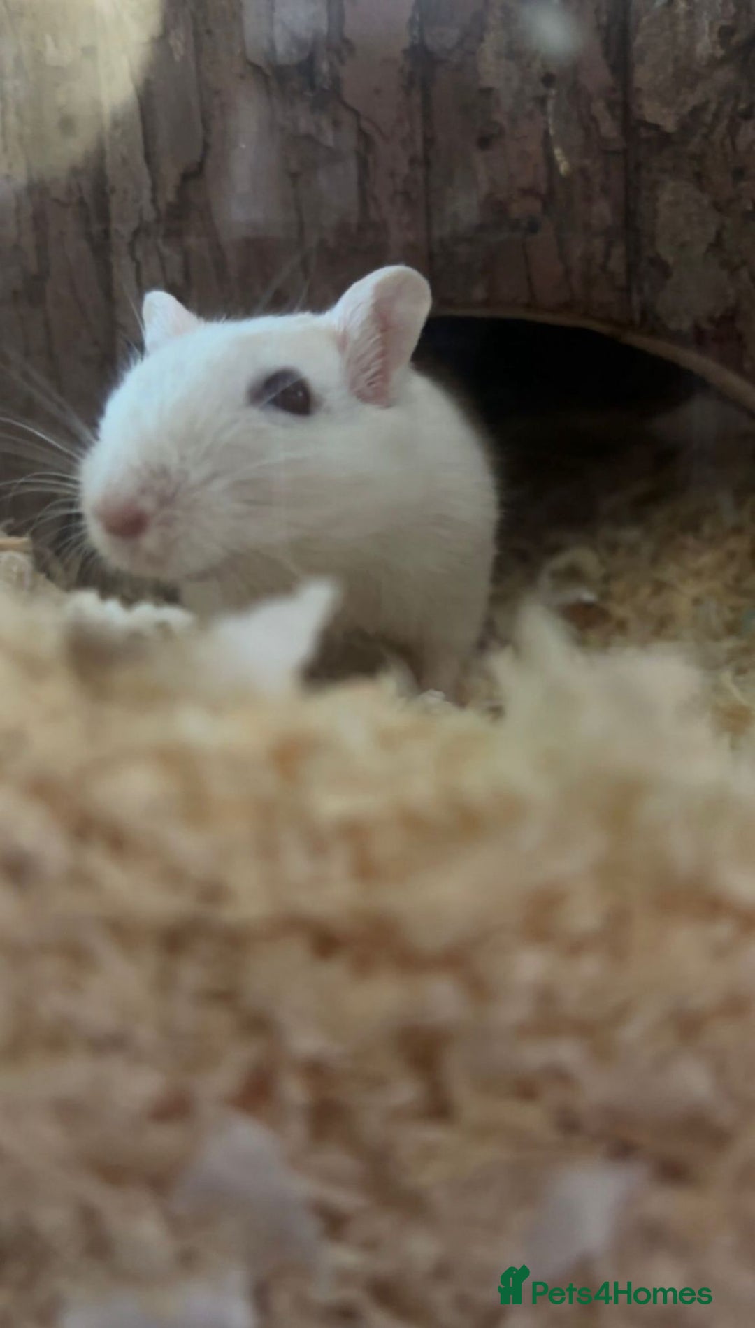 Gerbil rodents for sale: 2 Lovely Male Gerbils Needing New Home - Advert 7