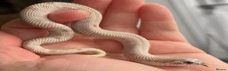 Snake reptiles for sale: Various Western Hognoses - Advert 14