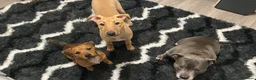 Lurcher dogs for sale: Chase lurcher puppy for sale  - Advert 4