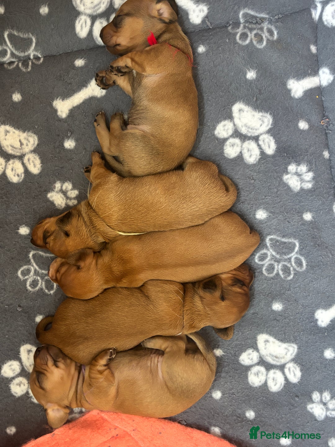 Miniature Dachshund dogs for sale: Beautiful Miniature Dachshund Puppies - Image 5