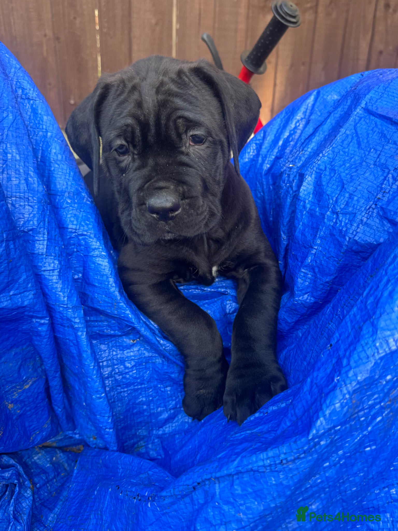 Cane Corso dogs Cane corso pups - Advert 5