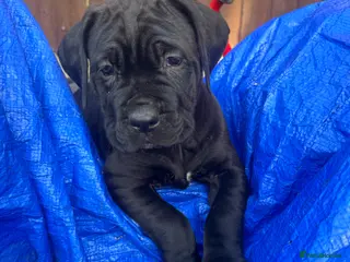 Cane Corso dogs Cane corso pups - Advert 5