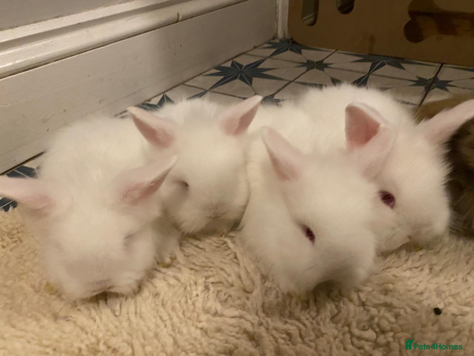 Lionhead rabbits Mini lion head lop teddywidder babies  - Advert 4