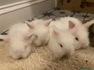 Lionhead rabbits Mini lion head lop teddywidder babies - Advert 4