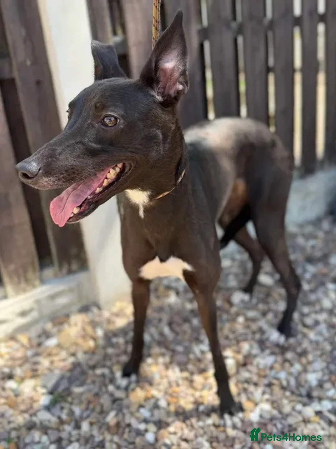 Lurcher dogs for adoption: Whippet sized Raven wants a loving forever home - Advert 2