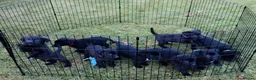 Borador dogs for sale: Gorgeous Lab x pups in Lanark - Advert 15