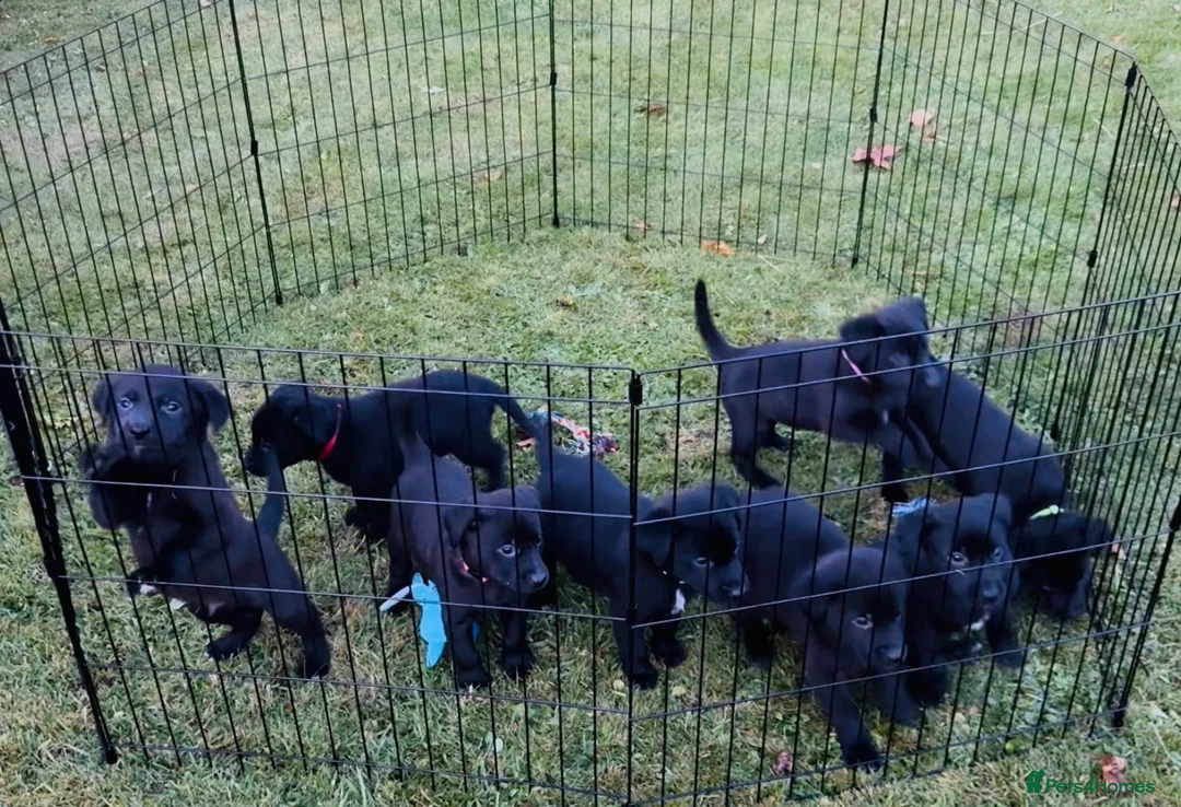 Borador dogs for sale: Gorgeous Lab x pups in Lanark - Advert 15