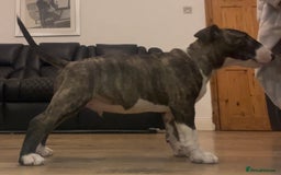 English Bull Terrier dogs for sale: English Bull Terrier pups - Image 3