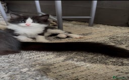 British Longhair cats for sale: 3 Gorgeous Fluffy Cuddly Babies! - Image 2