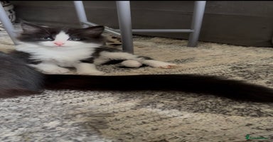 British Longhair cats - Advert 7
