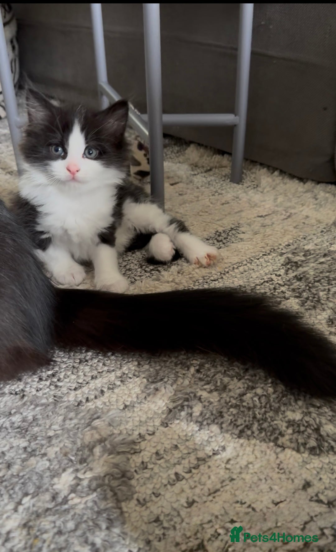 British Longhair cats for sale: 3 Gorgeous Fluffy Cuddly Babies! - Image 2