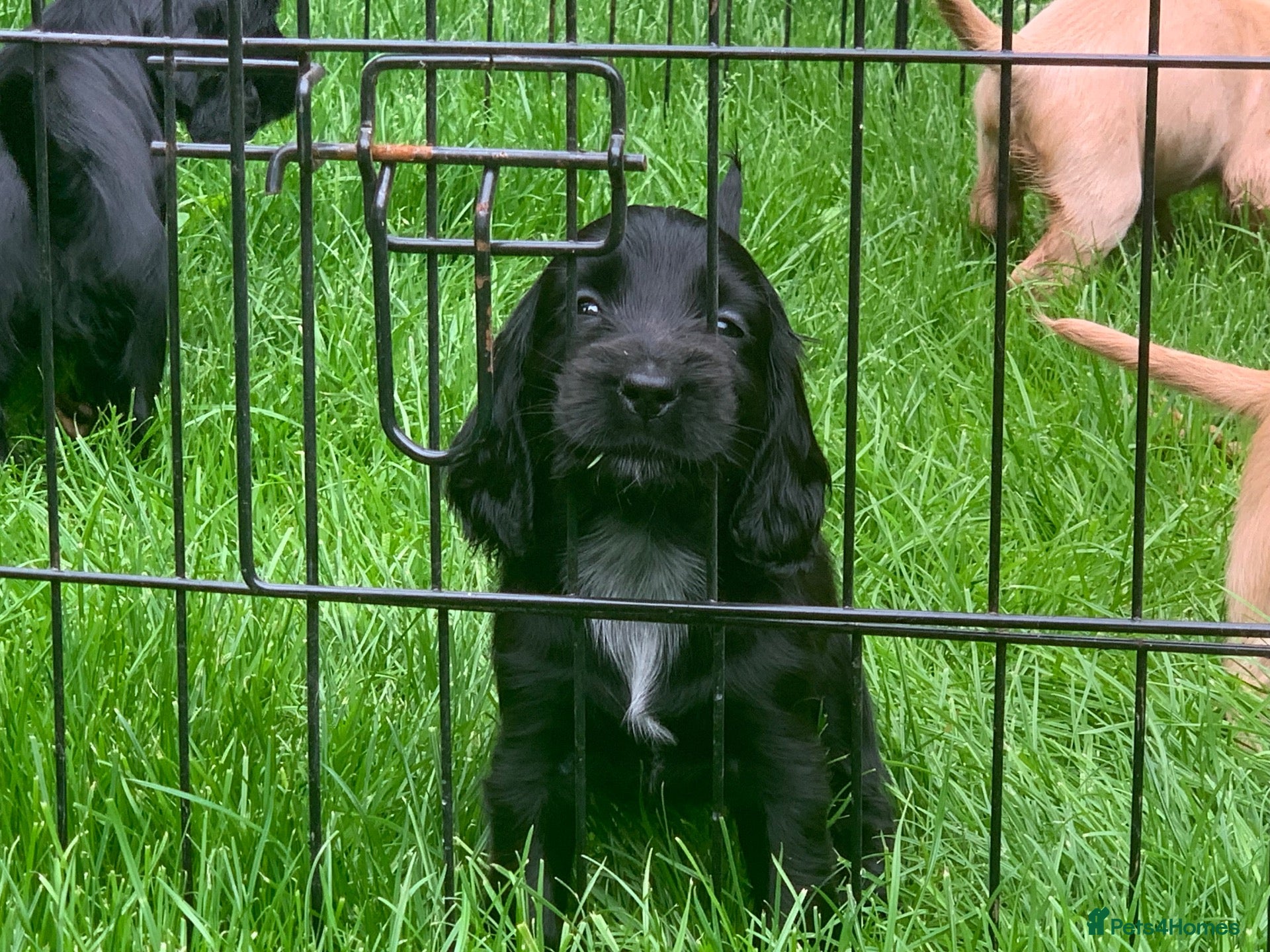 Cocker Spaniel dogs Beautiful pedigree English show cocker puppies 🐾 - Advert 1