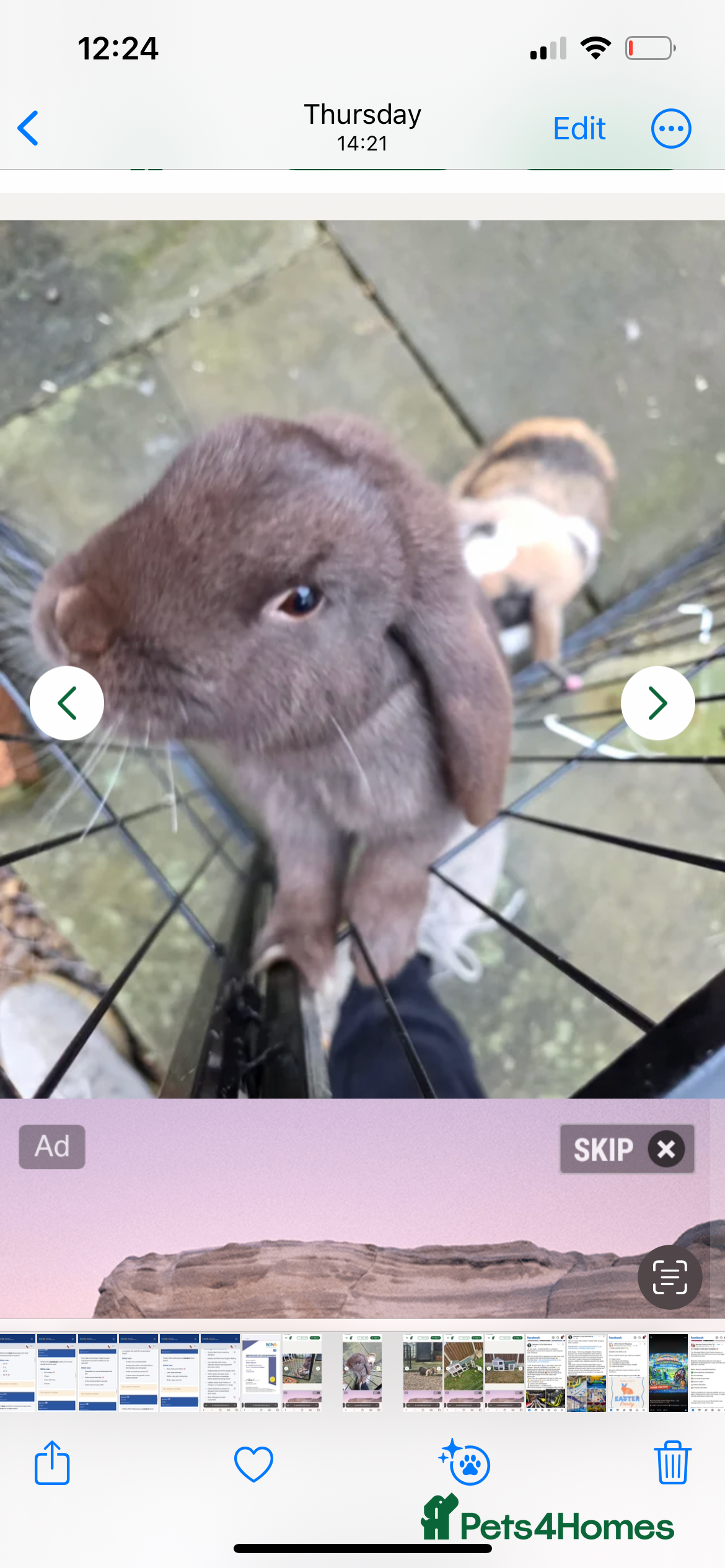 English Lop rabbits Male rabbit  - Advert 6
